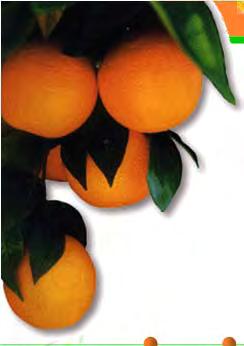Citrus Care For The Arizona Master Gardener 2011 Glenn C. Wright, Ph.D.