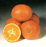 vigorous tree Fruit are large, easy to peel, and juicy Moderate to good frost tolerance