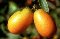 Kumquat Limequats and