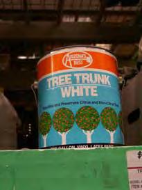 Young tree care Trunk must be painted to avoid sunburn if it is not shaded Use whitewash or other water-based or latex paint. Can use cardboard as well.