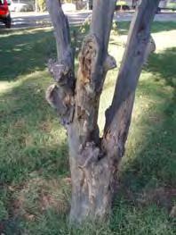 resulting disease using white paint Severe pruning is best done in the late winter.