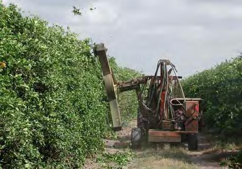 Commercial Hedger Pruning Citrus Do