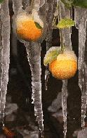 Irrigate Cold Protection for Citrus