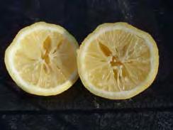 feed if deficiencies appear. Caring For Freeze Damaged Citrus Harvest the fruit Juice it, then freeze the juice.