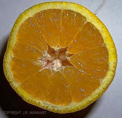 Citrus Fruit Exocarp Peel or Flavedo Composition of Fruit Segment Seed Segment Wall Endocarp Mesocarp or Albedo Water (%) 88.0 Calories 44.0 Protein (%) 0.8 Fat (%) 0.2 Carbohydrates (%) 10.