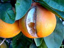 Fruit Splitting Granulation Potential causes: Low N status of tree