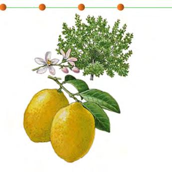 Vigorous trees Acidic fruit May be harvested green or yellow, from late