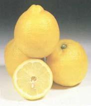 Eureka Lemon Improved Meyer Lemon Vigorous trees. Acidic fruit.