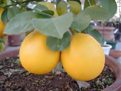 Eureka is thornless. Small trees. Hybrid of lemon and tangerine or orange.