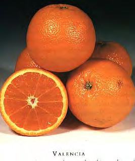 through February 29 30 Valencia Orange Navel Oranges Late season,
