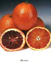 Blood Oranges Orange Ripening Chart Mid-season, harvested from December until February Large tree Sweet, juicy fruit with some