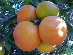 Navel Powell Navel Sanguinelli Blood 33 34 Mandarins (Tangerines) Small to Large trees Wide variety of fruit characteristics May