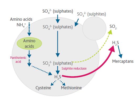 Fermentation Mid Ferment Nutrition Key enzyme in H2S production is sulphite reductase When there is amino acids available, sulphite reductase will