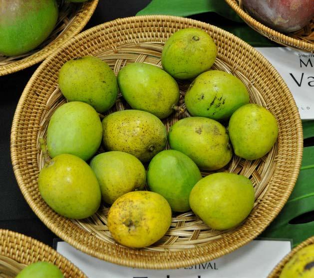 'Toledo' (Cuba) 'Toledo' typifies the local Caribbean mango, abundant in season and always taken for granted, but when it comes to taste these cultivars may be the best kept secret.