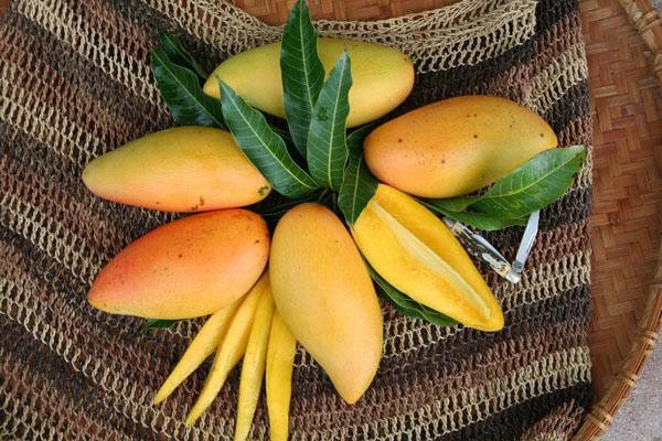 'Fairchild' always ranks among the top cultivars in public evaluations at Fairchild's annual International Mango Festival.