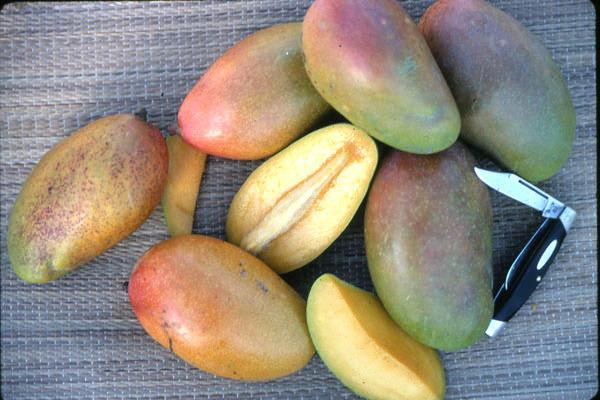 'Nam Doc Mai' is among the best dessert mangos of Thailand, with an exceptional appearance and eating quality. The fruit are long, slender and sigmoid, weighing from 12 to 16 oz.