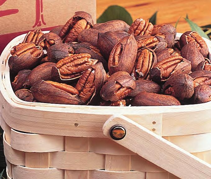 Our inshell pecans can be purchased in several varieties and package sizes. We offer Pawnee, Desirable, and Schley varieties inshell.
