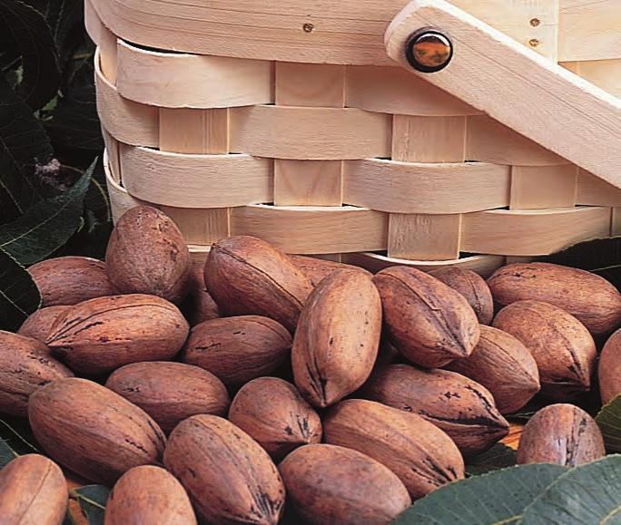 The Desirable and Schley varieties are usually available by late October or early November. You can choose to crack them yourself or order cracked pecans to save yourself some time.
