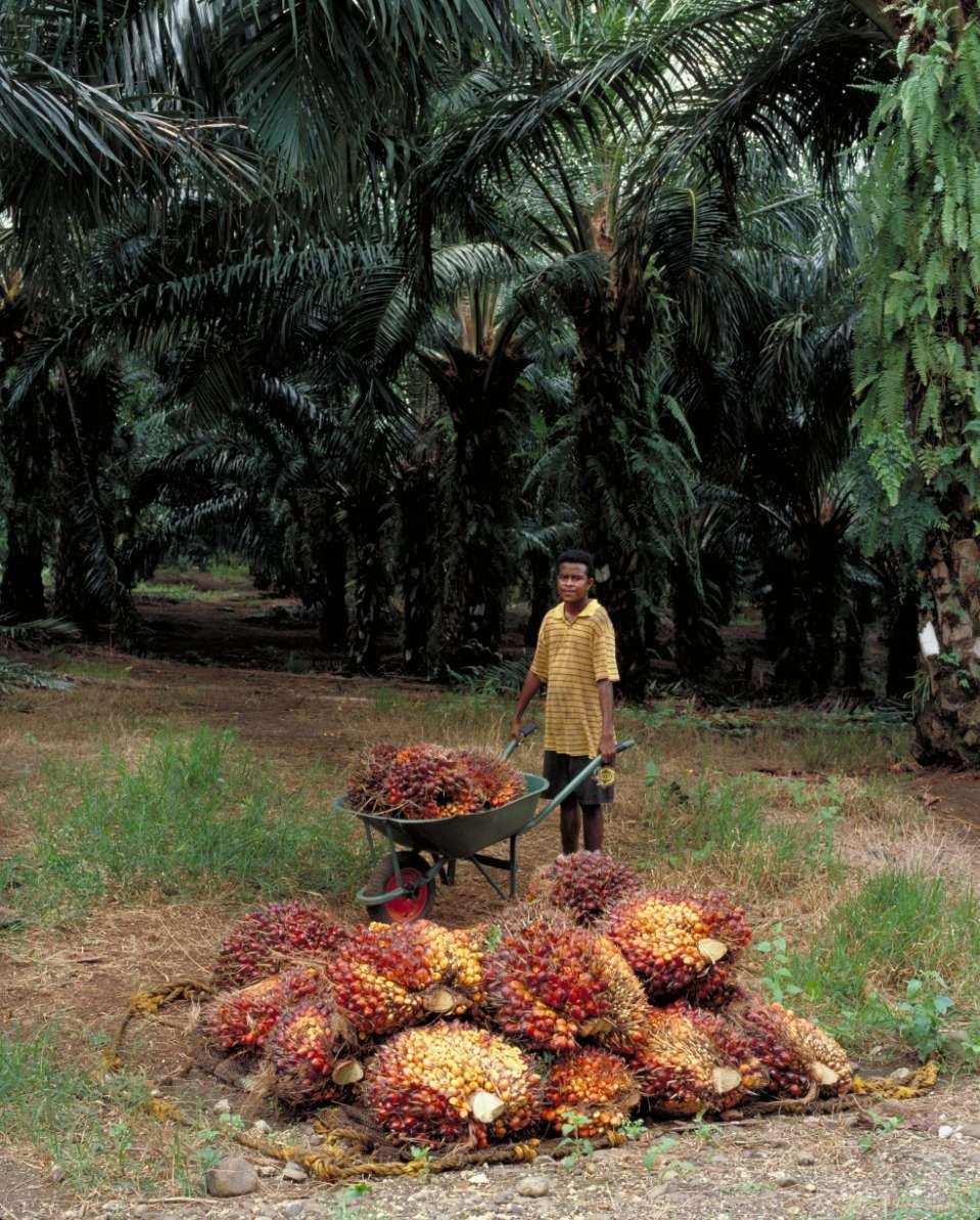 Outgrower Oil Palm Production (Fresh