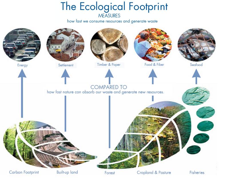 The Ecological Footprint measures the amount of biologically productive land and water area an individual, a city, a country, a region, or all of