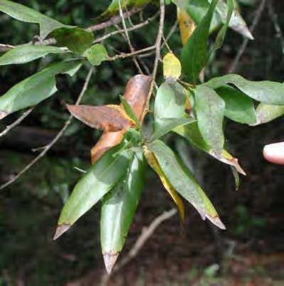Phytophthora ramorum infection on the leaves of California bay laurel