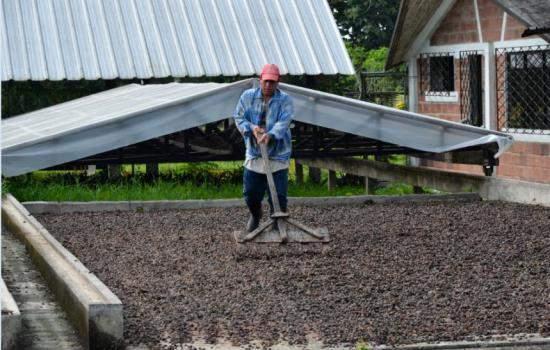 SALPA s plantations Advantages for SALPA This approach allows harmonious development and sustainability of cocoa and