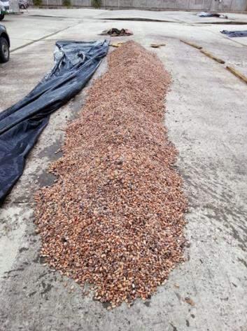 SALPA s plantations Results Since April 2014 : Delivery of five containers of 55 115 lbs (25 tonnes) of cocoa beans in Europe In 2015 : Delivery of 12 containers of 40
