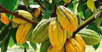 SALPA s plantations Growth Projects The nacional cocoa claims to be a fine and aromatic cocoa, which means : A remarkable flavour and color ;