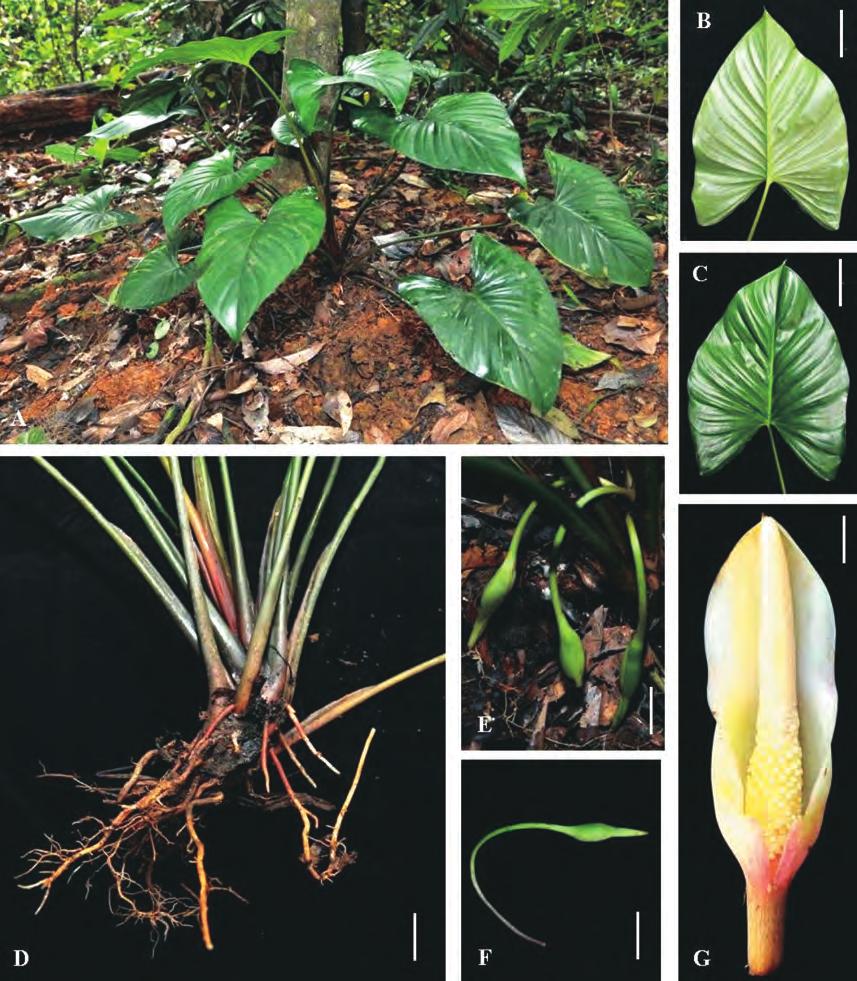 June 2011 Zulhazman & al. A New Homalomena from Malay Peninsula 37 Fig. 1. Homalomena kualakohensis Zulhazman M., P.C. Boyce & Mashhor M. A: Plant in habitat.