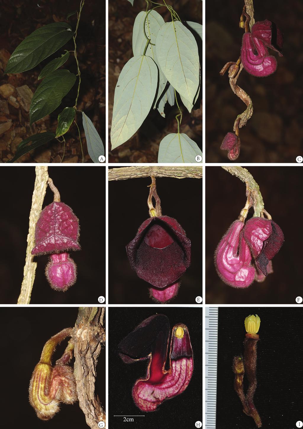 Aristolochia sinoburmanica (Aristolochiaceae), a new species from north Myanmar 17 Figure 2. Aristolochia sinoburmanica Y.H.Tan & B.Yang, sp. nov.