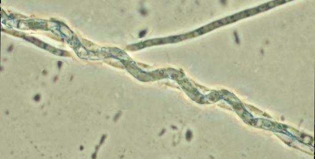 Hyphal adhesion Coiling