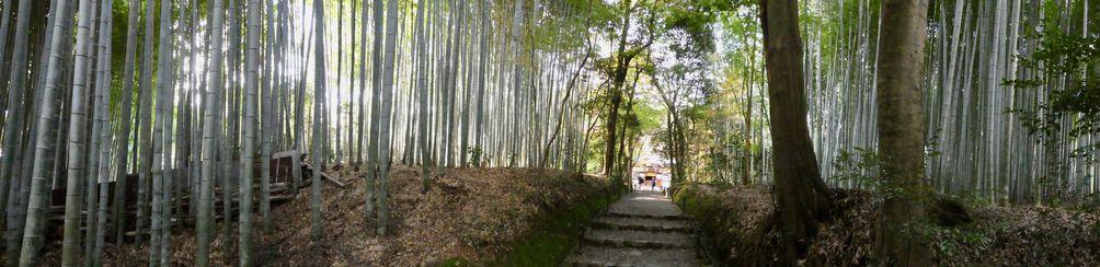 Our first stop took us into the middle of an ancient bamboo grove to the bamboo temple, Jizo-In.