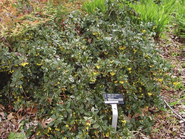 However, some work better than others depending on if they are trained into a clipped, formal hedge or pruned more informally to maintain the natural form and shape of the plant.