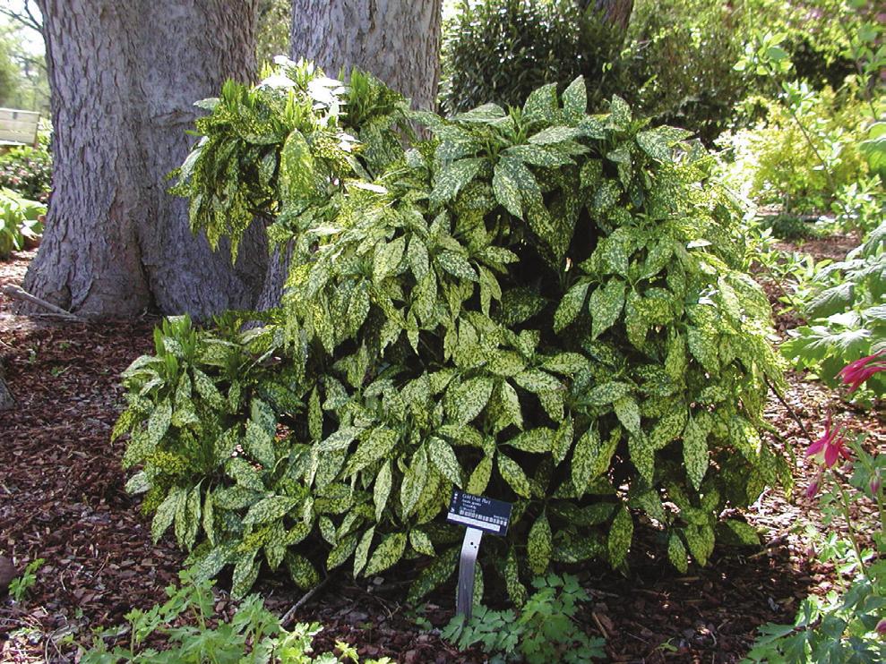 Aucuba or Gold Dust plant is excellent for heavily shaded areas. Shrubs with variegated leaves. Shrubs with variegated foliage, like this five-leaf aralia, really stand out in shady areas.