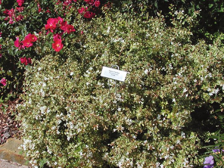 ) Jasmine, Winter (Jasminum nudiflorum) Jetbead, Black (Rhodotypos scandens) Kerria, Japanese (Kerria japonica) Mockorange (Philadelphus spp.