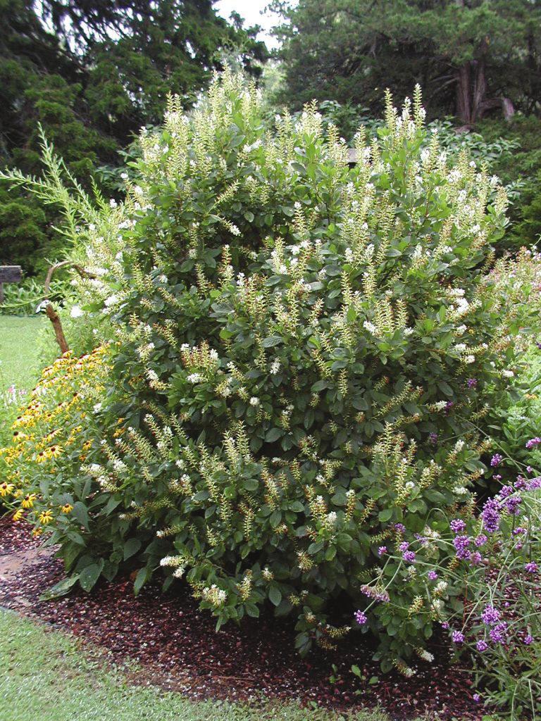 ) Beautyberry (Callicarpa japonica) Beautybush (Kolkwitzia amabilis) Bluebeard or Blue-mist Shrub (Caryopteris x clandonensis) Bush Cinqefoil (Potentilla