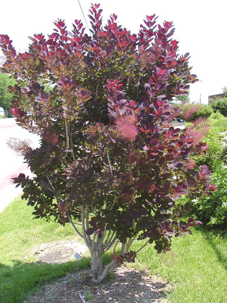 ) Vitex, Chaste tree (Vitex agnus-castus) Weigela (Weigela florida) Winter jasmine (Jasminum nudiflorum) Witchhazel (Hamamelis vernalis) Fall Color Many factors influence the quality and intensity of