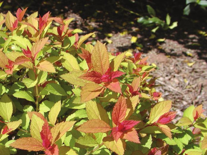When fall color is the priority trait desired, it is advisable to purchase the plant in the fall when such colors can be viewed and critiqued by the consumer.