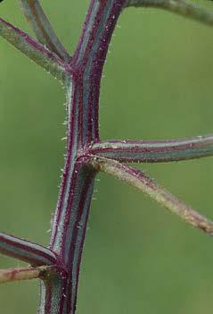 Similar species: the seedling of corn spurrey (Spergula arvensis L., p.