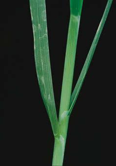 It is host for barley yellow dwarf and lucerne dwarf viruses. Similar species: Canada bluegrass (P. compressa L.