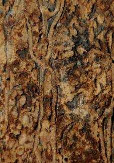 Fir engraver Scolytus ventralis White fir Western balsam bark