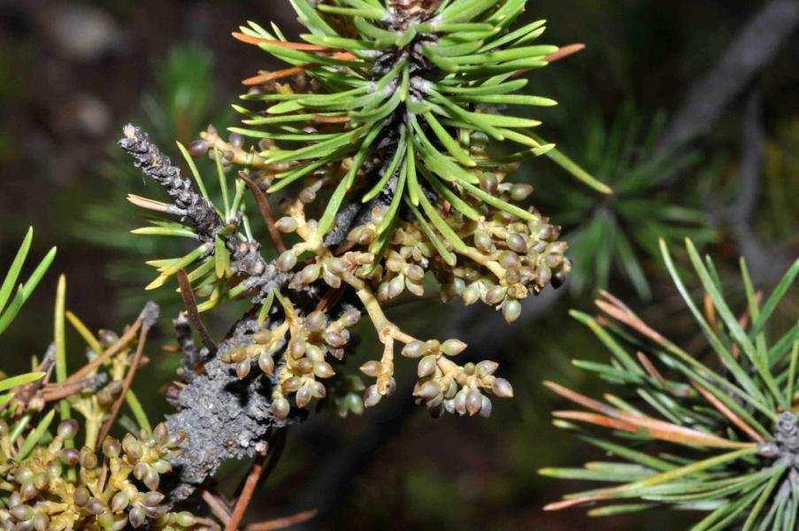 Ponderosa pine dwarf mistletoe