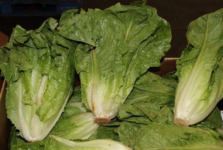 OG LETTUCE Organic Red Butter, Green Butter, Red Leaf, Green Leaf, and Romaine Lettuces are in good supply from Florida and CA.