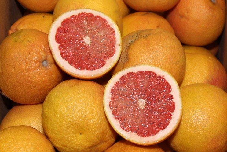 og grapefruit California Organic Grapefruit are in excellent supply in all sizes and bags. Quality remains excellent.