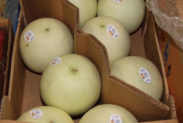 CV melons Arrivals of Guatemala and Honduras grown Cantaloupes and Honeydews will increase week over week