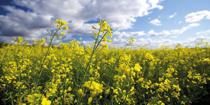 Canola The canola growing season commenced well, with large areas planted. Yields were well above average with a record harvest. As a result, a large exportable surplus is available.