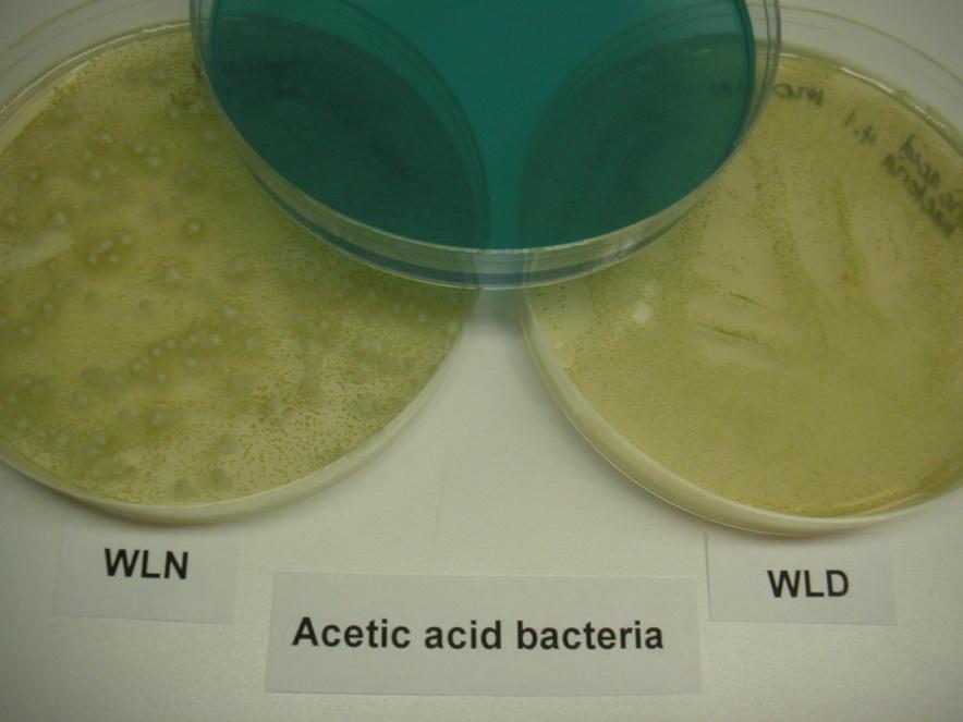 Bacteria Types Usually beer spoilage organisms