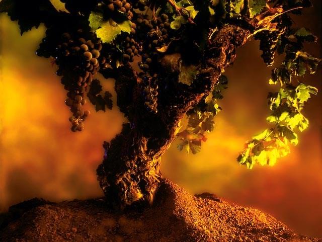 Status of Wine-grape Vines as on 31 December 217 Bonita Floris-Samuels tel: +27 21 87