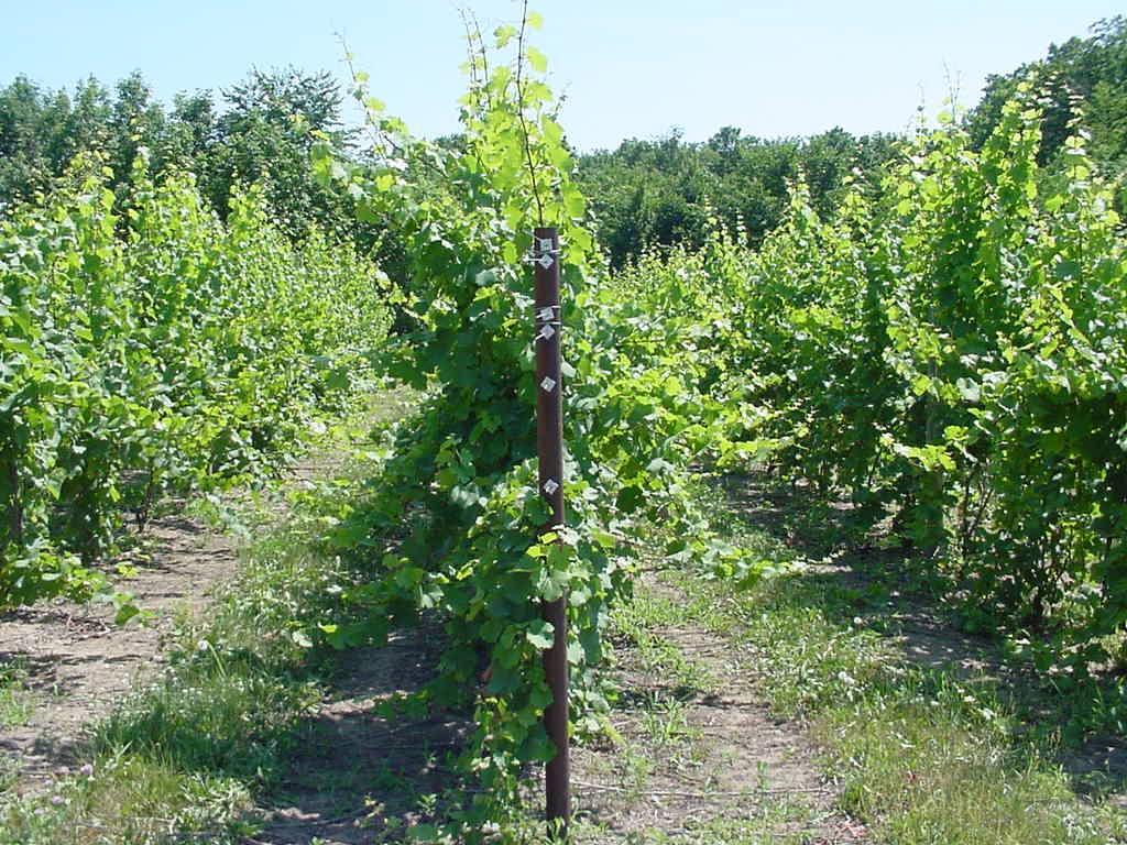 European Cultivars Vitis vinifera as dominant parentage Upright shoot growth