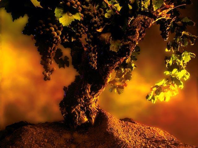 Status of Wine-grape Vines as on 31 December 216 Bonita Floris-Samuels tel: +27 21 87